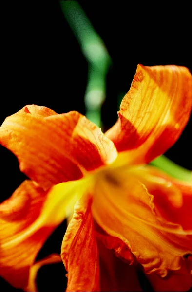 Vista Cerca Hermosa Flor Lirio — Foto de Stock