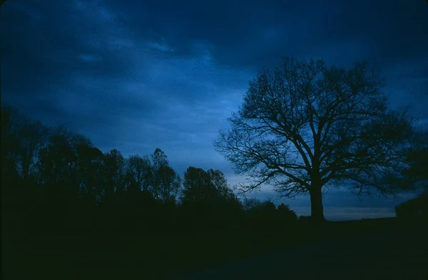 Schöner Nachthimmel Mit Bäumen — Stockfoto