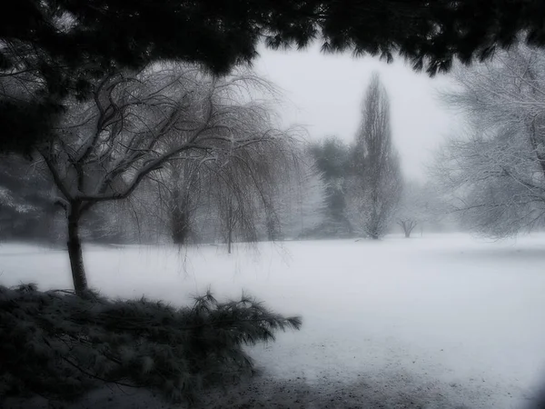 在寒冷的冬日 雪覆盖着树木 抽象画 — 图库照片