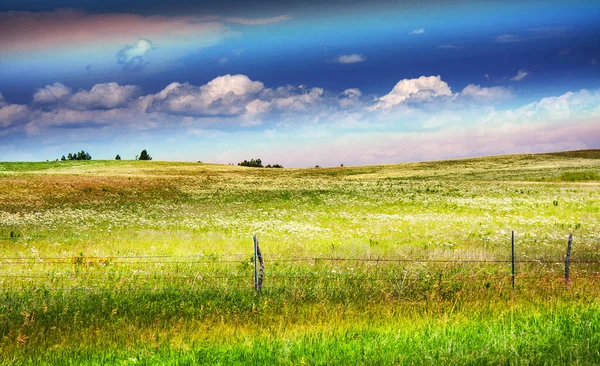 Прекрасный Снимок Зеленой Травы Поля Одуванчиков — стоковое фото