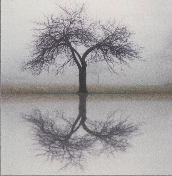 Albero Solitario Nel Paesaggio Nebbioso Riflessione Sulla Superficie Dell Acqua — Foto Stock