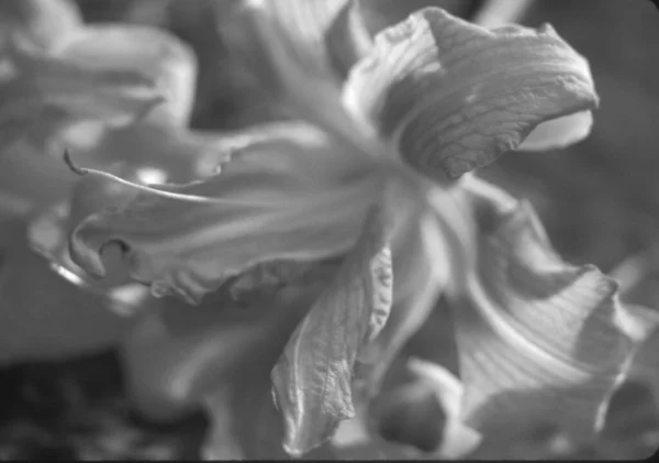 Güzel Zambak Çiçekleri Görüntü Siyah Beyaz — Stok fotoğraf