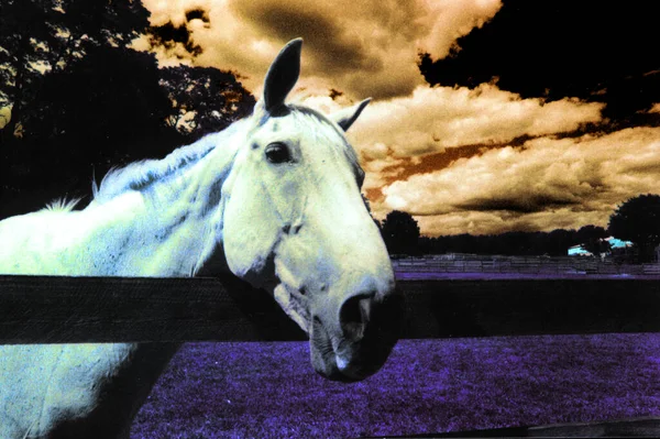 Beau Cheval Dans Champ — Photo