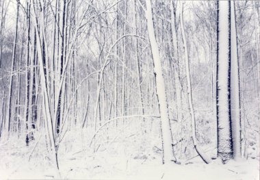 Kışın ağaçlar. Beyaz doğa manzarası.