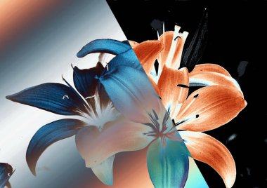 güzel zambak çiçekleri, çiçekli arka plan suluboya çizimi 