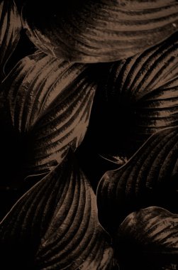 Kahverengi yaprak dokusu. Resmi yaklaştır.