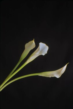 Güzel botanik fotoğrafı, doğal duvar kağıdı.