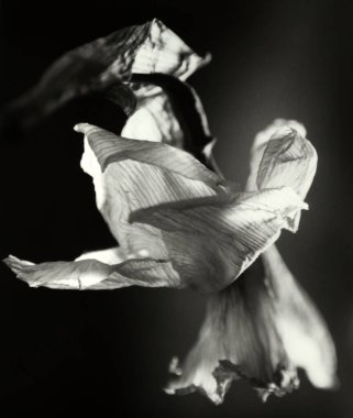 Siyah beyaz solmuş çiçek.