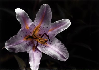 Güzel zambak çiçeği fotoğrafı, doğal duvar kağıdı. 