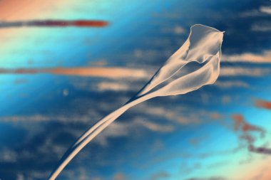 Mavi deniz çiçekleri desenli soyut bir arka plan.