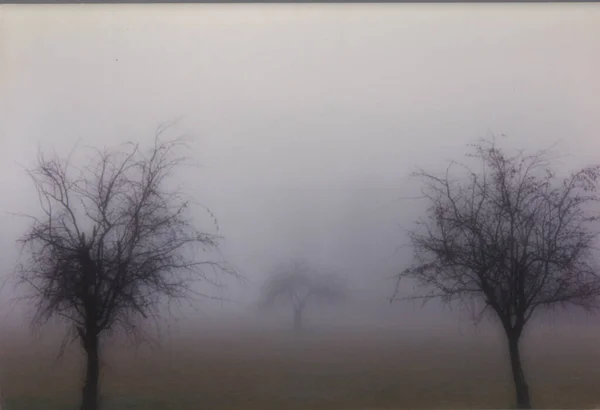 Bomen Temidden Van Mist Mist Dauw — Stockfoto