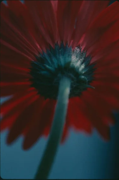 ガーベラの花を閉じます 自然壁紙 — ストック写真