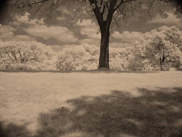 Einsamer Baum Schöner Landschaft — Stockfoto