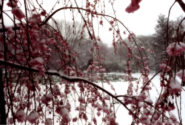 Arbres Fleurs Rouges Dans Paysage Hivernal — Photo