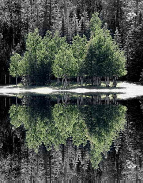 Bel Riflesso Alberi Foresta Sul Fiume — Foto Stock