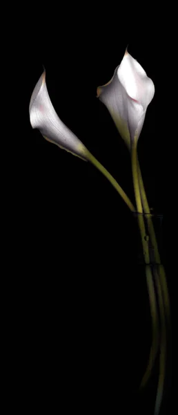 Weiße Cala Lilien Einer Vase — Stockfoto