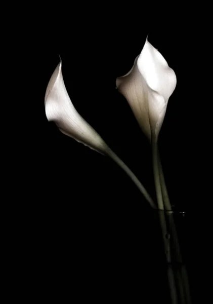 Siyah Arka Planda Güzel Beyaz Çiçek — Stok fotoğraf