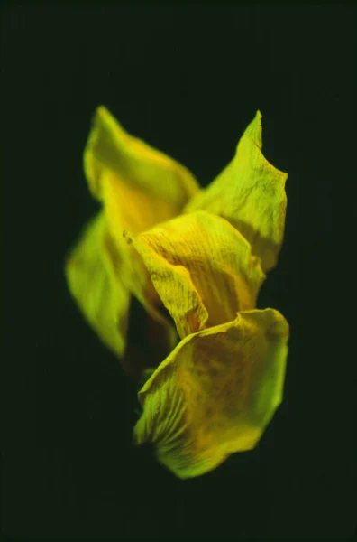 Schöne Gelbe Blume Auf Schwarzem Hintergrund — Stockfoto