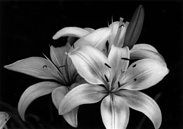 Красивые Цветы Лилии Цветочный Фон Акварель Иллюстрация — стоковое фото