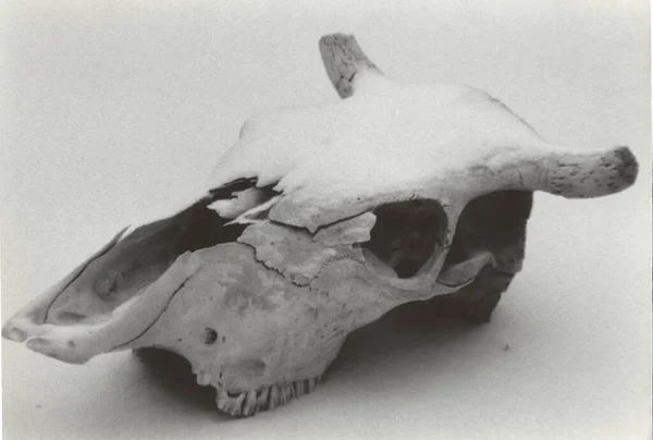 skull of the dead sea