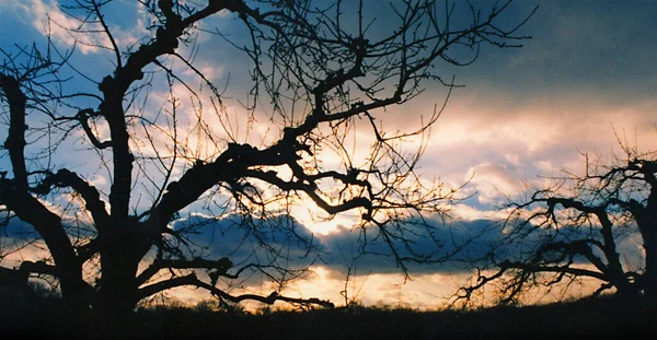 美しい自然景観 木と夕日 — ストック写真