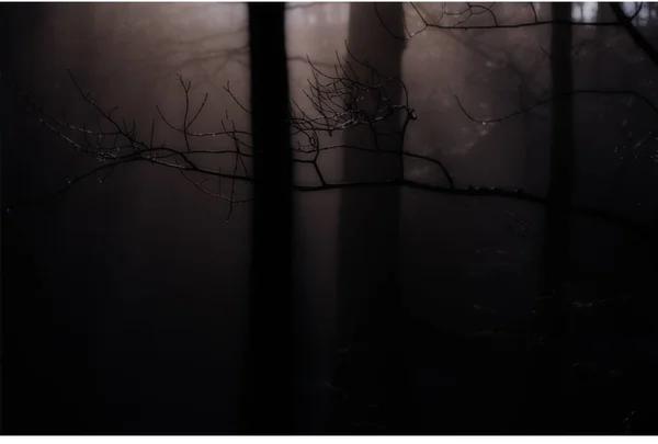 Paysage Forêt Sombre Dans Soirée — Photo