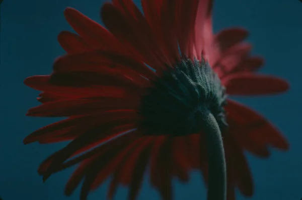 Close Van Gerbera Bloem Natuurlijk Behang — Stockfoto