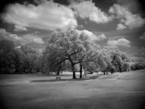 Trees Beautiful Landscape — 图库照片