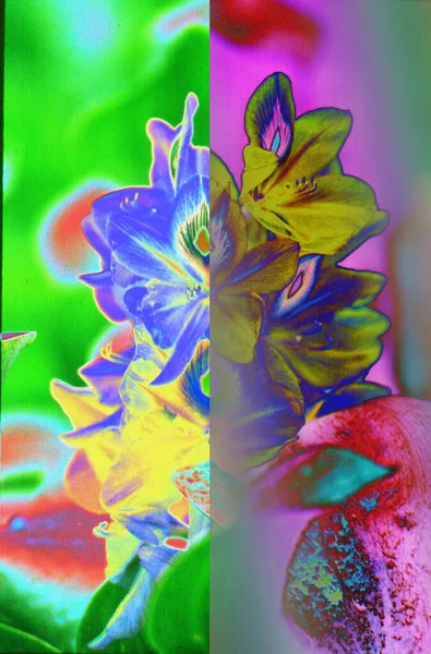 Abstrakcyjne Tło Sylwetkami Kwiatów — Zdjęcie stockowe