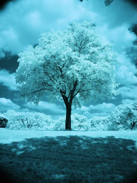 Árbol Solitario Hermoso Paisaje —  Fotos de Stock