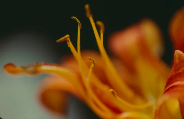 Schöne Botanische Aufnahme Natürliche Tapete — Stockfoto