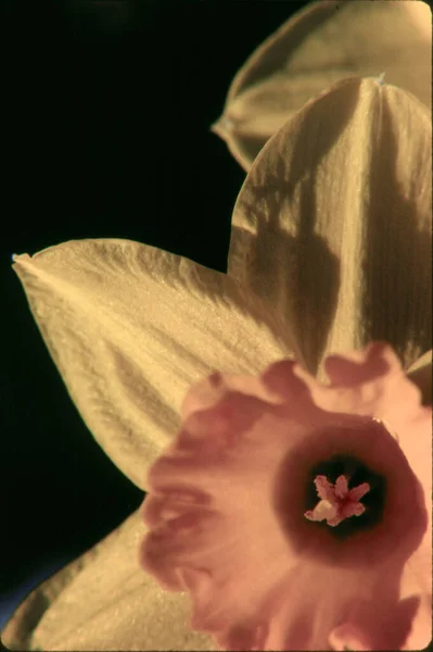 Güzel Nergis Botanik Çekimi Doğal Duvar Kağıdı — Stok fotoğraf