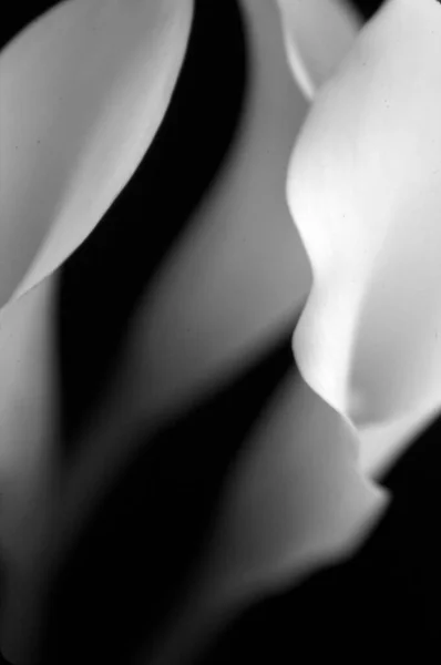 Hermosas Flores Cala Imagen Blanco Negro —  Fotos de Stock