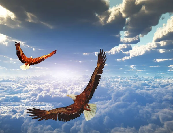 Adler Fliegen Den Himmel — Stockfoto