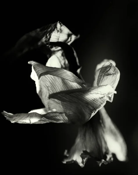 Fiore Appassito Bianco Nero — Foto Stock