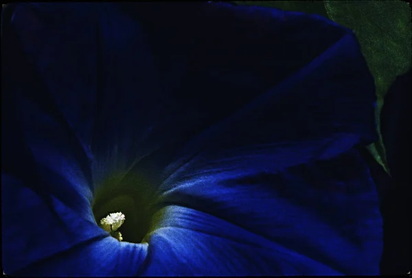 Flor Azul Con Gotas Rocío — Foto de Stock