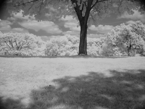 Arbre Solitaire Dans Beau Paysage — Photo