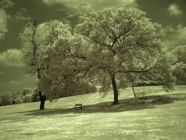 Drzewa Pięknym Krajobrazie — Zdjęcie stockowe