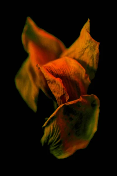 美丽的水仙花植物拍摄 天然壁纸 — 图库照片