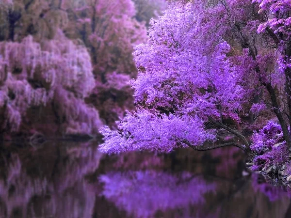 Розовые Деревья Озеро Отражение Поверхности Воды Инфракрасное Изображение Размытый Фон — стоковое фото