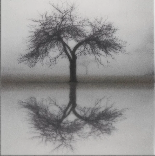 Einsamer Baum Nebliger Landschaft Reflexion Auf Der Wasseroberfläche Darstellung — Stockfoto