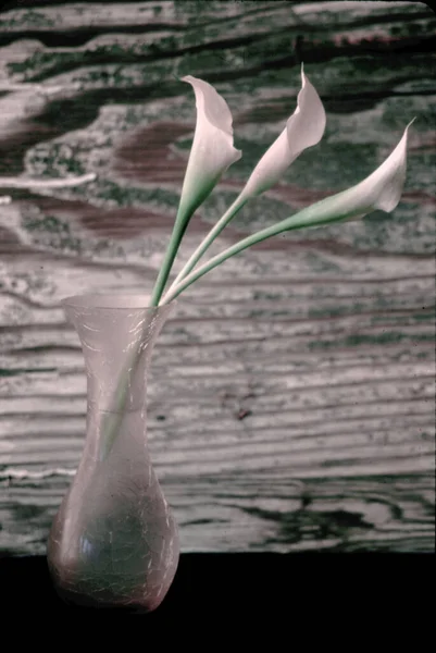 Beautiful Flowers Vase Close View — стоковое фото