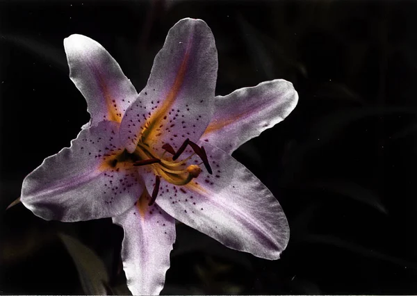 美しいユリの花のショット 自然壁紙 — ストック写真