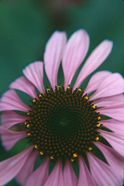 Gyönyörű Lila Gerbera Virág Sötét Háttér — Stock Fotó