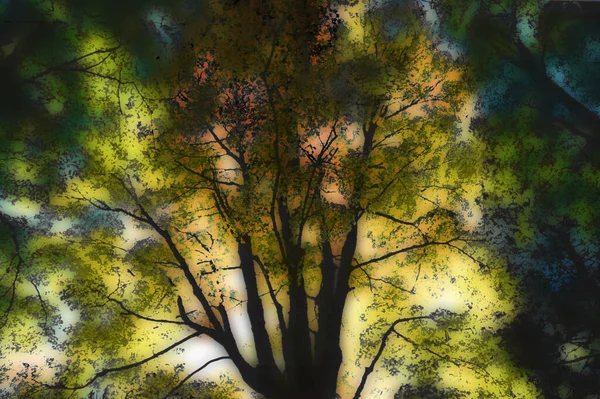 Jesienne Drzewo Kolorowymi Liśćmi Niski Kąt Widzenia Malarstwo Abstrakcyjne — Zdjęcie stockowe