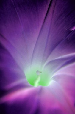 Mor çiçek çekirdeği yakın plan resmi.