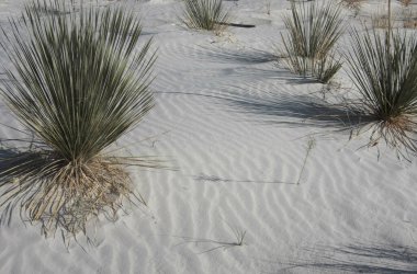 Beyaz kum çölünde bitki örtüsü.