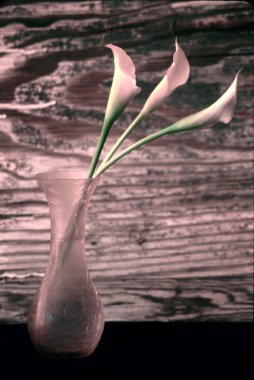 Vazodaki güzel çiçekler yakın görünüm