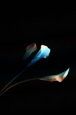 Güzel beyaz bir çiçeğe yaklaş.