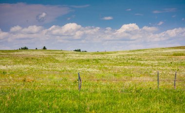 Tarladaki yeşil çimlerin güzel manzarası